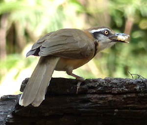 Lesser Necklaced Laughingthrush