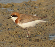 Lesser Sand Plover