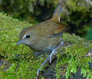 Lesser Shortwing