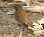 Lesser Shortwing