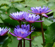 Water Lilies