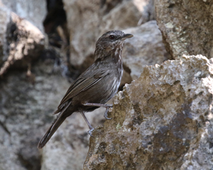 Limestone Wren Babbler