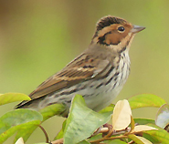 Little Bunting