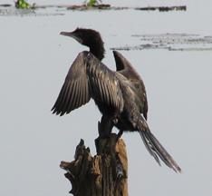 Little Cormorant