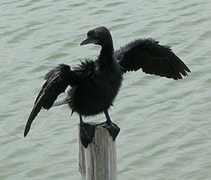 Little Cormorant