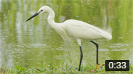 Little Egret