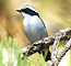 Malayan Banded Pitta