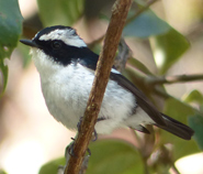 Little Pied Flycatcher