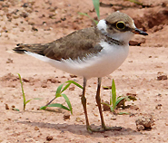 Little Ringed Plover