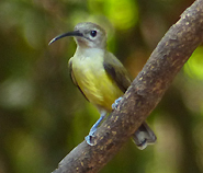 Little Spiderhunter