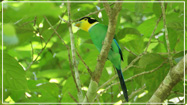 Long-tailed Broadbill