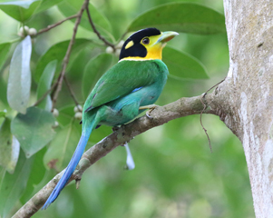 Long-tailed Broadbill