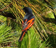 Long-tailed Minivet