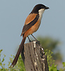 Long-tailed Shrike