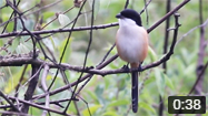 Long-tailed Shrike