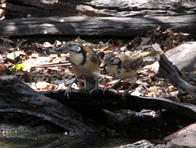 Greater Necklaced Laughingthrushes