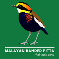 Malayan Banded Pitta T-shirt