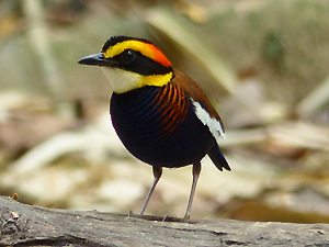 Malayan Banded Pitta