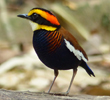 Malayan Banded Pitta