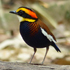 Malayan Banded Pitta