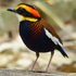 Malayan Banded Pitta