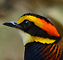 Malayan Banded Pitta