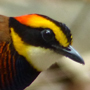 Malayan Banded Pitta