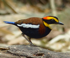 Malayan Banded Pitta