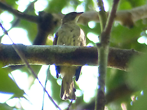 Malaysian Honeyguide