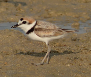 Malaysian Plover