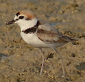 Malaysian Plover