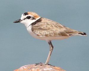 Malaysian Plover