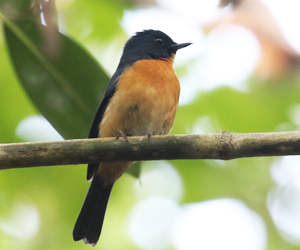 Mangrove Blue Flycatcher