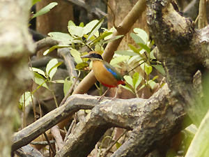 Mangrove Pitta