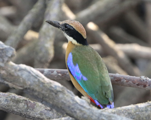 Mangrove Pitta