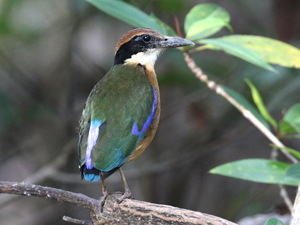 Mangrove Pitta