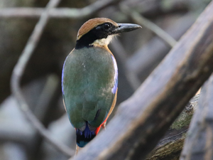 Mangrove Pitta