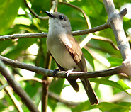 Mangrove Whistler