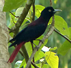 Maroon Oriole