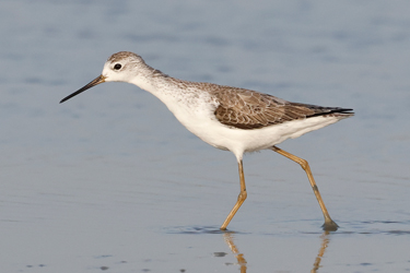 Marsh Sandpiper - Khok Kham