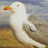 Mongolian Gull