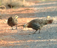 Mountain Bamboo Partridge