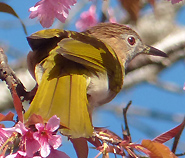 Mountain Bulbul