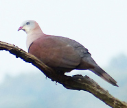 Mountain Imperial Pigeon