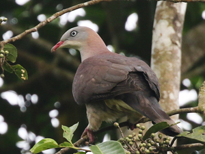 Mountain Imperial Pigeon