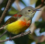 Mrs Goulds Sunbird