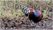 Mrs Hume's Pheasant