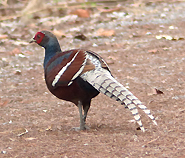 Mrs Hume's Pheasant