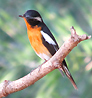 Mugimaki Flycatcher