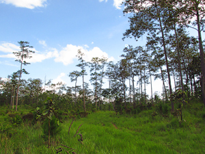 Nam Nao Pine Forest